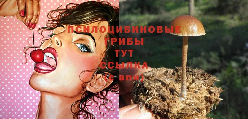 хочу наркоту  Гремячинск  Галлюциногенные грибы Psilocybine cubensis 